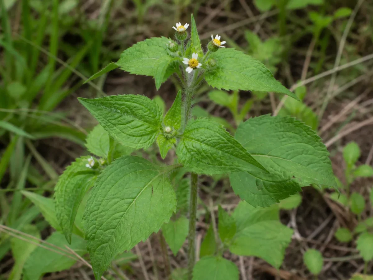 Prancha botânica complementar de Galinsoga-aveludada — não plantar na Madeira (Galinsoga quadriradiata) com caracteres de identificação e ciclo de vida