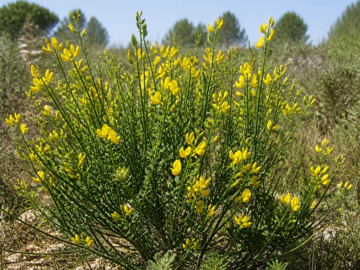 Prancha botânica complementar de Giesteira-negral — não plantar na Madeira (Cytisus striatus) com caracteres de identificação e ciclo de vida