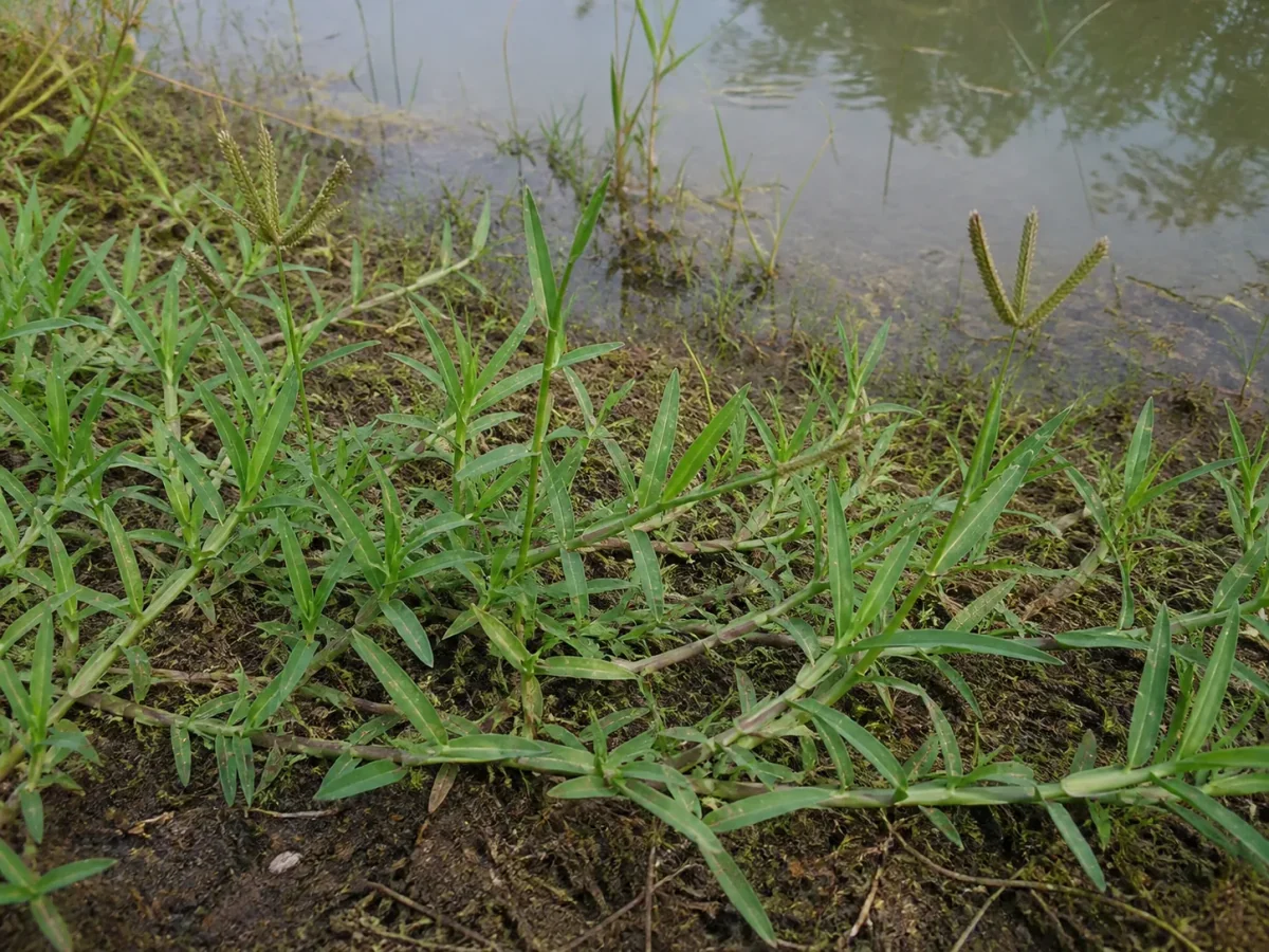 Prancha botânica complementar de Grama-de-joanópolis — não plantar (Paspalum paspalodes) com caracteres de identificação e ciclo de vida