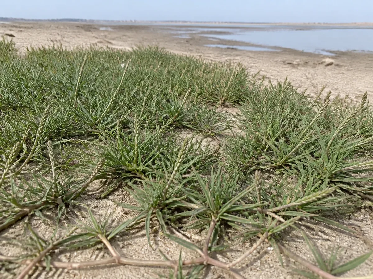 Prancha botânica complementar de Gramão — não plantar (Paspalum vaginatum) com caracteres de identificação e ciclo de vida