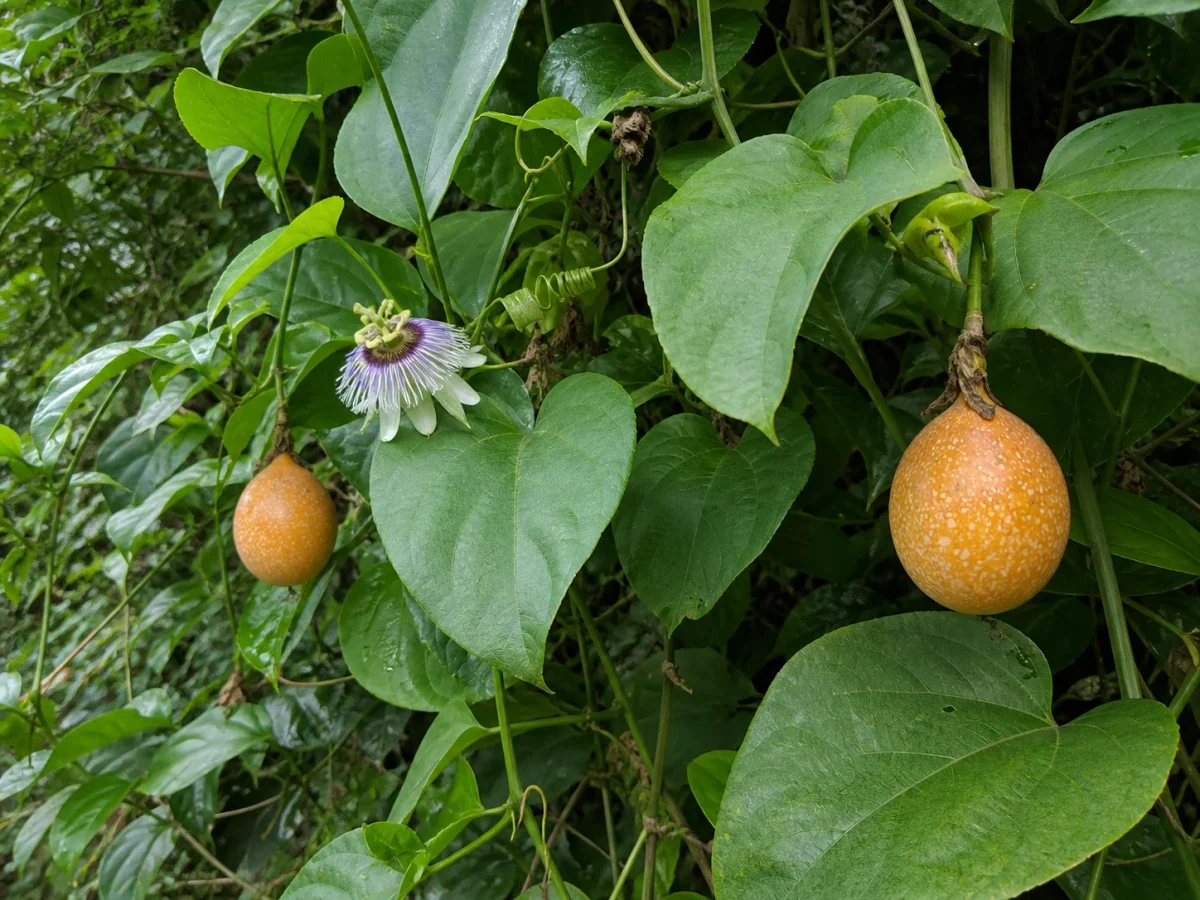 Prancha botânica complementar de Granadilha-doce (Passiflora ligularis) com caracteres de identificação e ciclo de vida