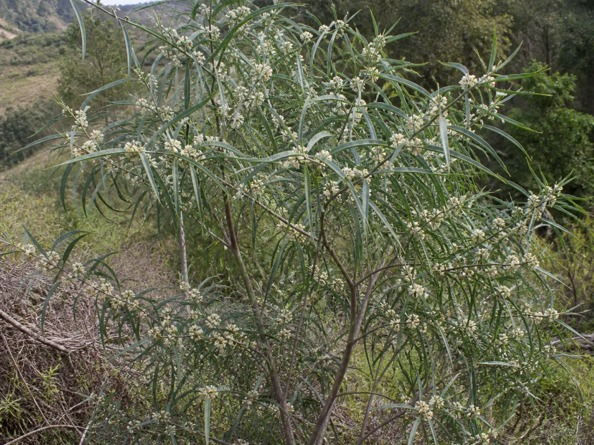 Prancha botânica complementar de Hakea-de-folha-de-salgueiro — não plantar (Hakea salicifolia) com caracteres de identificação e ciclo de vida