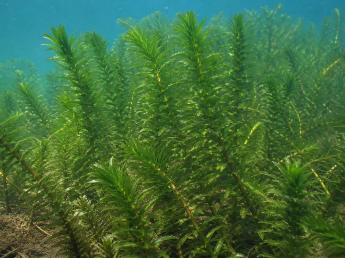 Prancha botânica complementar de Hidrila — não plantar (Hydrilla verticillata) com caracteres de identificação e ciclo de vida