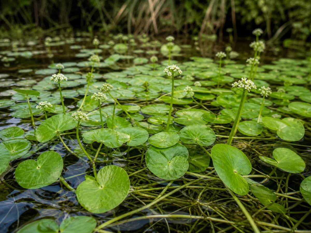 Prancha botânica complementar de Hidrocótilo-flutuante — não plantar (Hydrocotyle ranunculoides) com caracteres de identificação e ciclo de vida