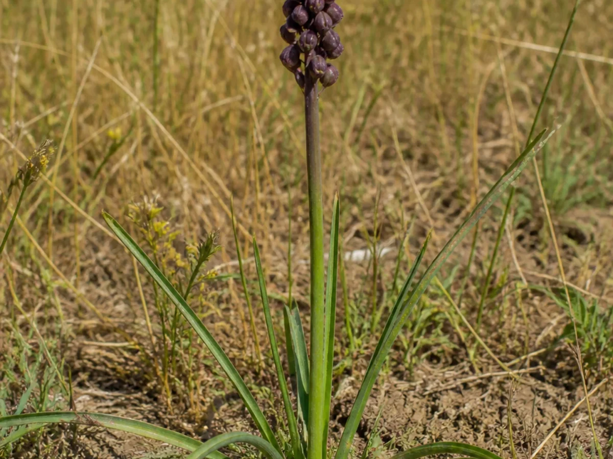 Prancha botânica complementar de Jacinto-das-searas (Muscari comosum) com caracteres de identificação e ciclo de vida
