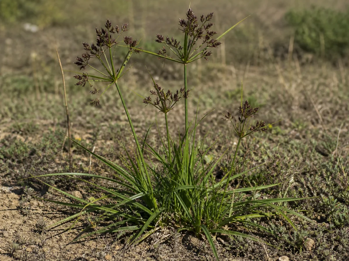 Prancha botânica complementar de Junça — não plantar (Cyperus rotundus) com caracteres de identificação e ciclo de vida
