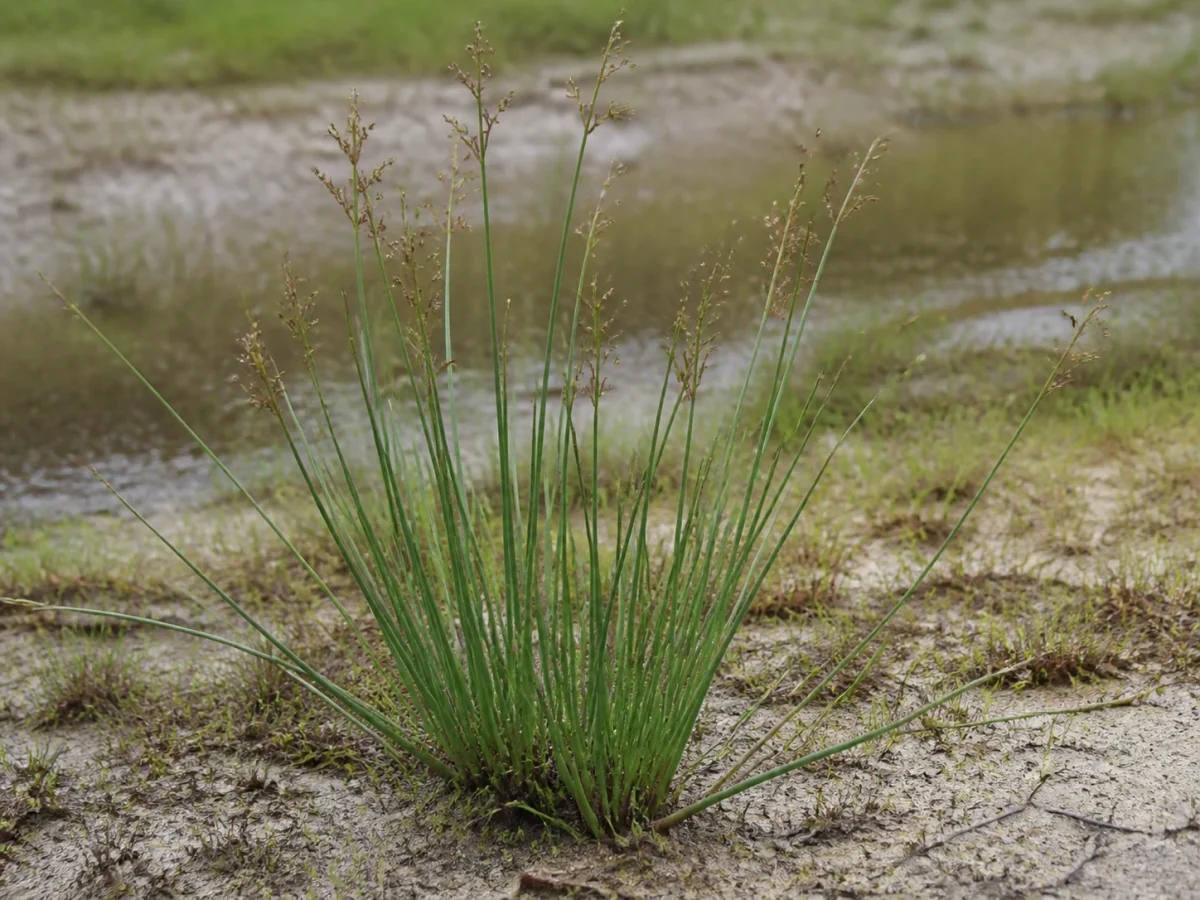 Prancha botânica complementar de Junco-de-Dom-Manuel (Juncus emmanuelis) com caracteres de identificação e ciclo de vida