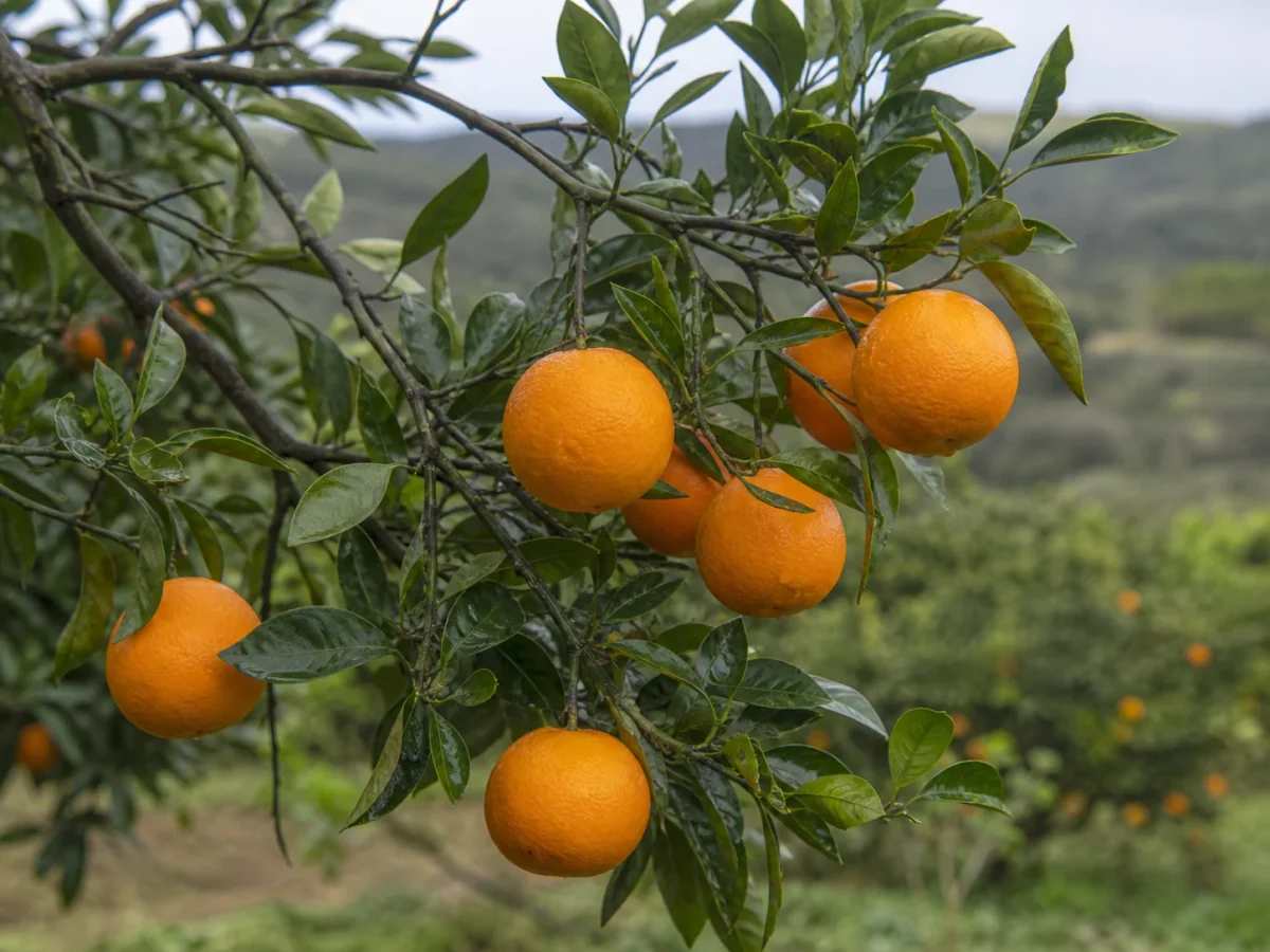 Prancha botânica complementar de Laranjeira ‘Do Tua’ (Citrus sinensis (L.) Osbeck ‘Do Tua’) com caracteres de identificação e ciclo de vida