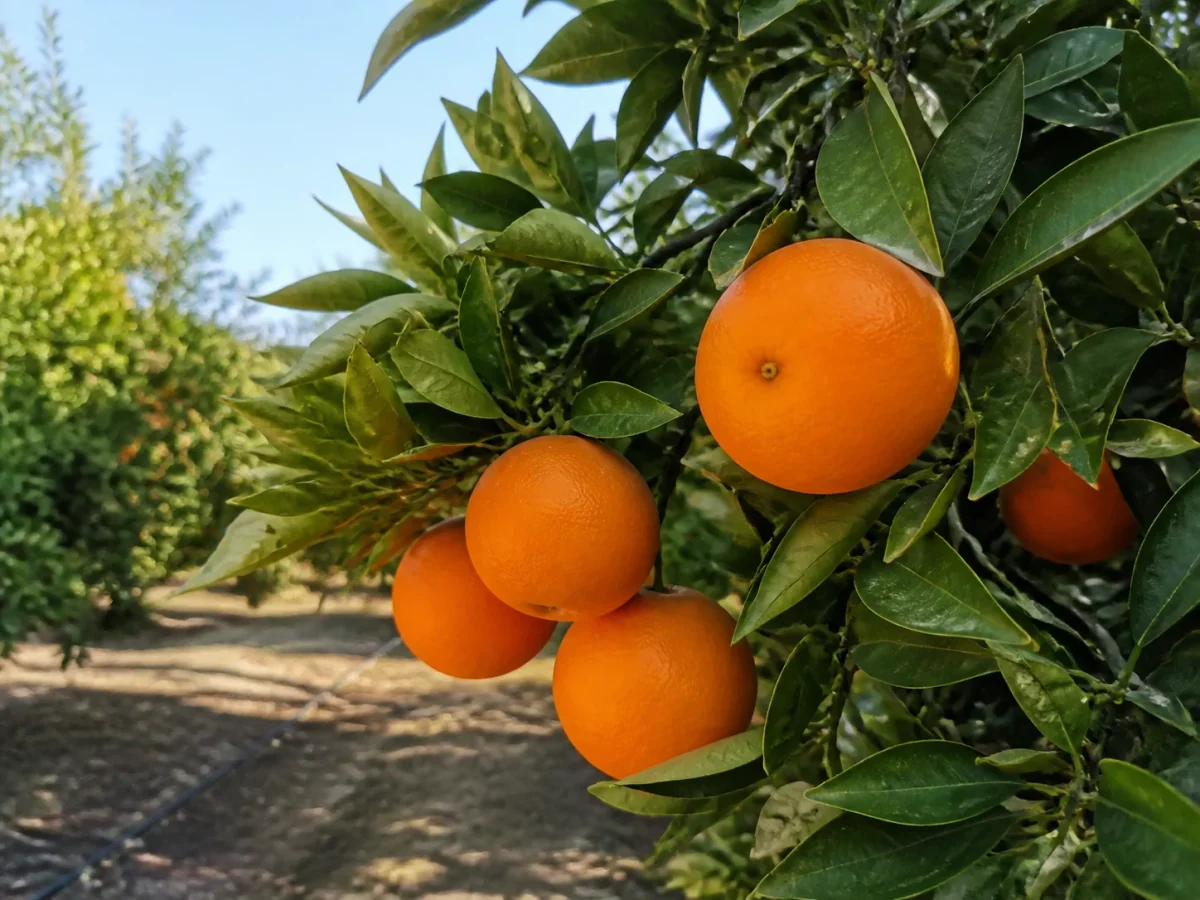 Prancha botânica complementar de Laranjeira Lane Late (Citrus sinensis 'Lane Late') com caracteres de identificação e ciclo de vida