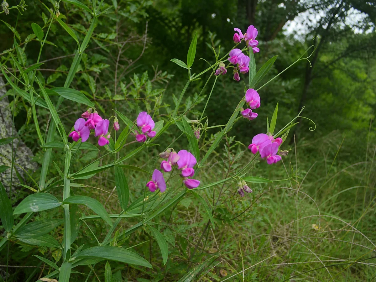 Prancha botânica complementar de Lathyrus sylvestris (Lathyrus sylvestris) com caracteres de identificação e ciclo de vida
