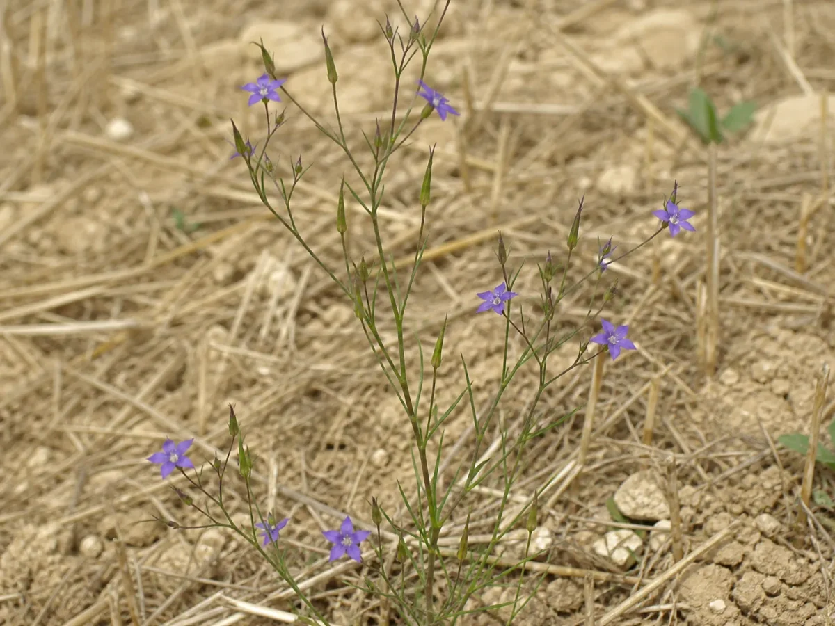 Prancha botânica complementar de Legousia-híbrida (Legousia hybrida) com caracteres de identificação e ciclo de vida