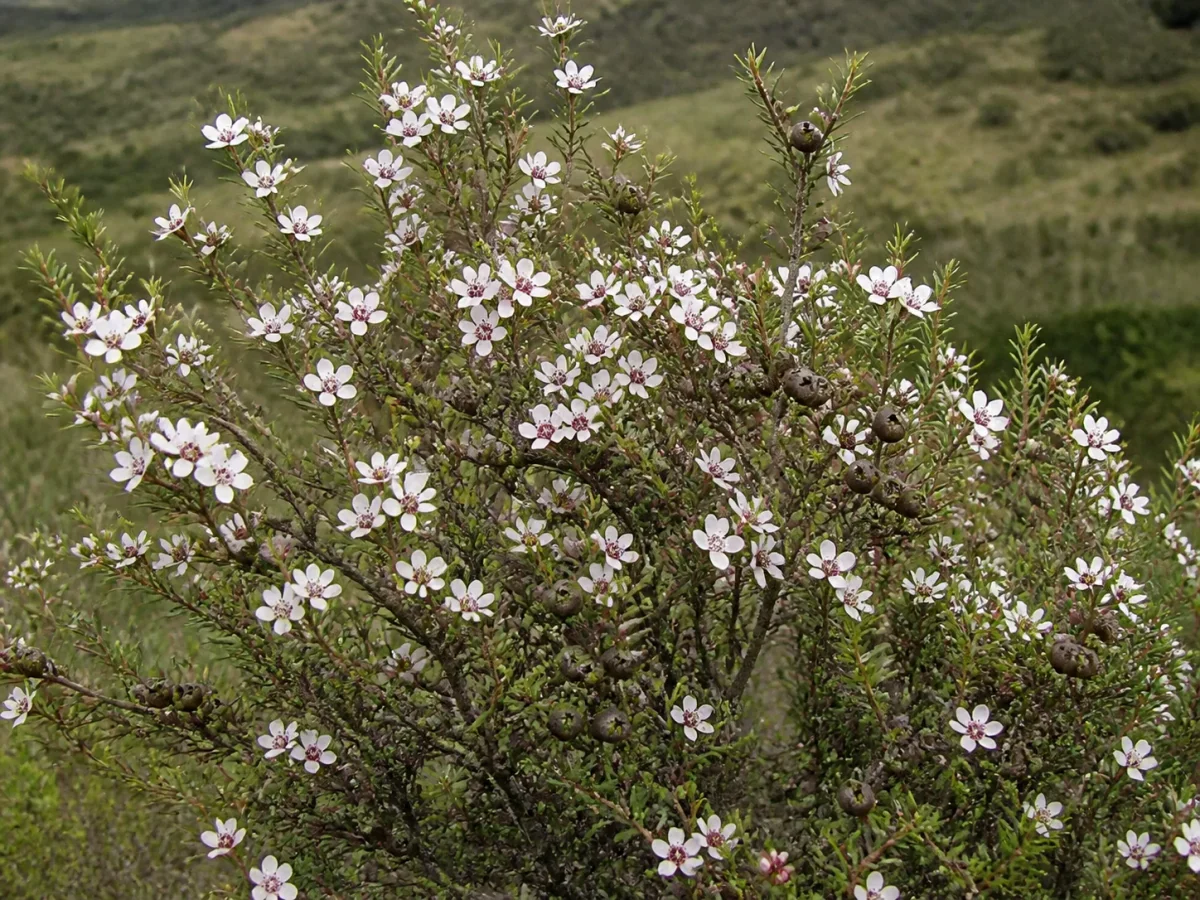 Prancha botânica complementar de Mānuka — exceção madeirense documentada (Leptospermum scoparium) com caracteres de identificação e ciclo de vida