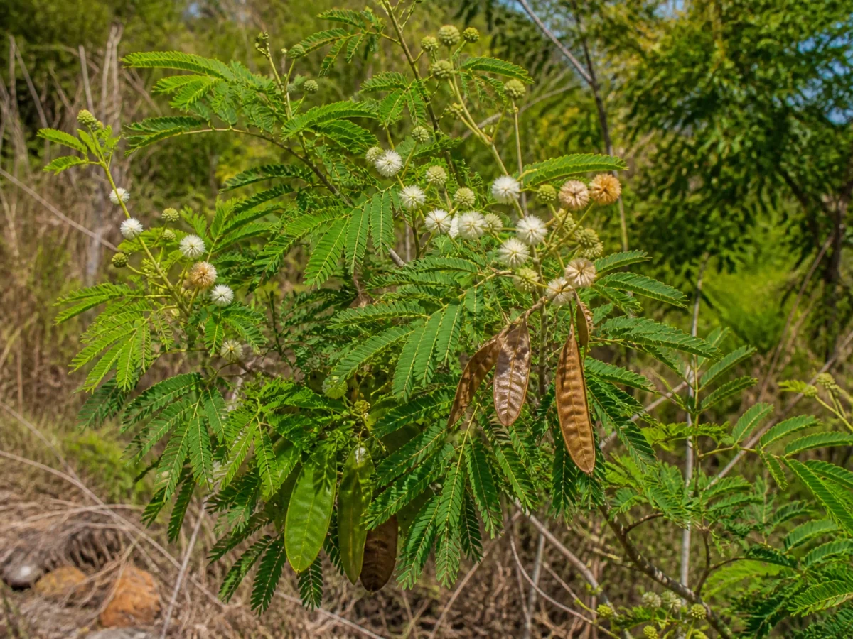 Prancha botânica complementar de Leucena — não plantar na Madeira (Leucaena leucocephala) com caracteres de identificação e ciclo de vida