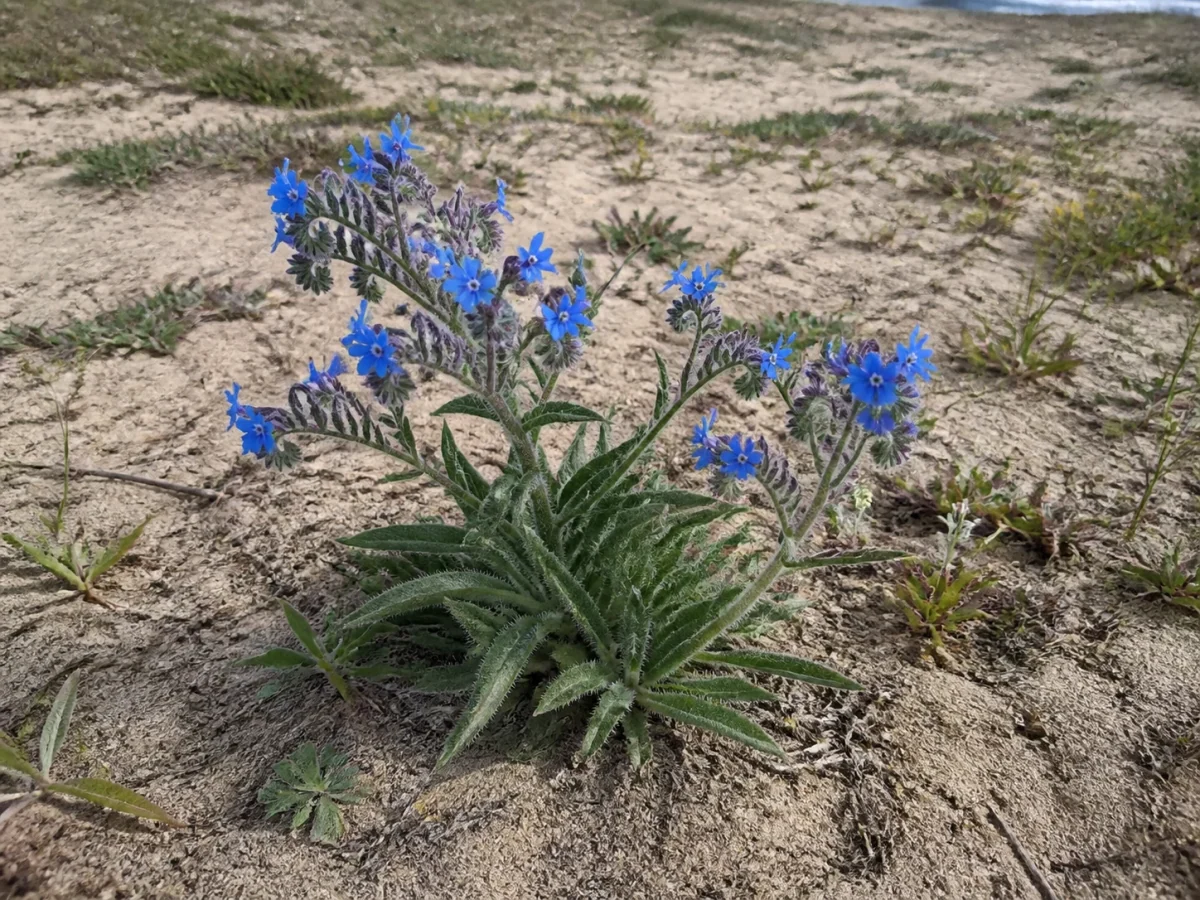 Prancha botânica complementar de Língua-de-vaca-das-areias (Anchusa calcarea subsp. calcarea) com caracteres de identificação e ciclo de vida