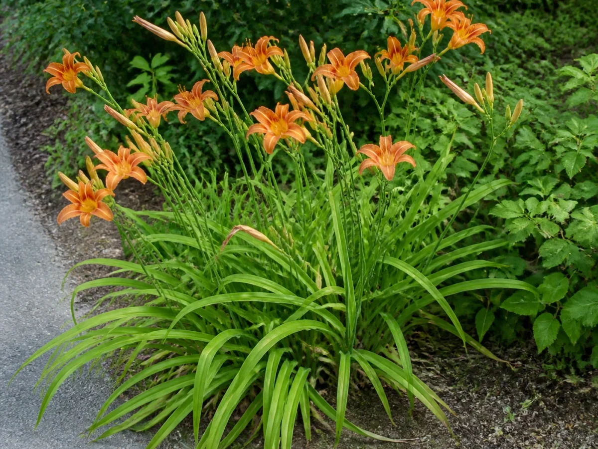 Prancha botânica complementar de Lírio-de-um-dia (Hemerocallis fulva) com caracteres de identificação e ciclo de vida