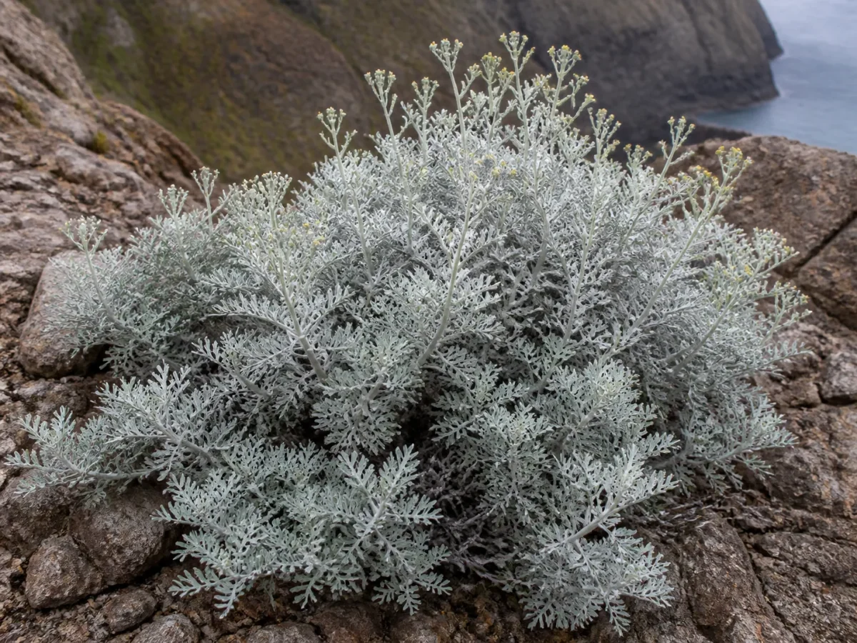 Prancha botânica complementar de Losna-da-Madeira (Artemisia argentea) com caracteres de identificação e ciclo de vida