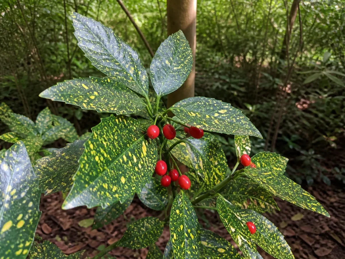 Prancha botânica complementar de Louro-do-Japão (Aucuba japonica) com caracteres de identificação e ciclo de vida