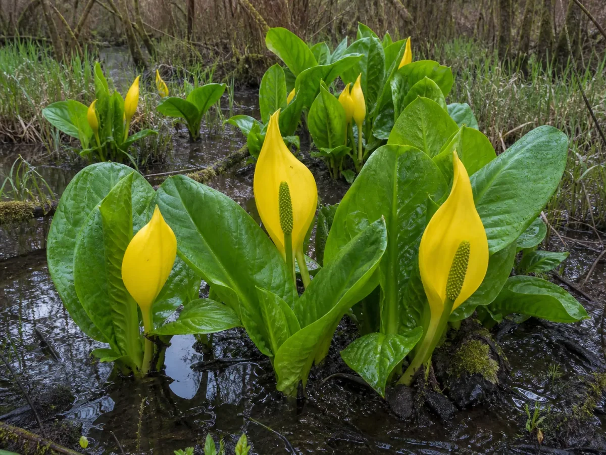 Prancha botânica complementar de Lysichiton americanus — não plantar (Lysichiton americanus) com caracteres de identificação e ciclo de vida