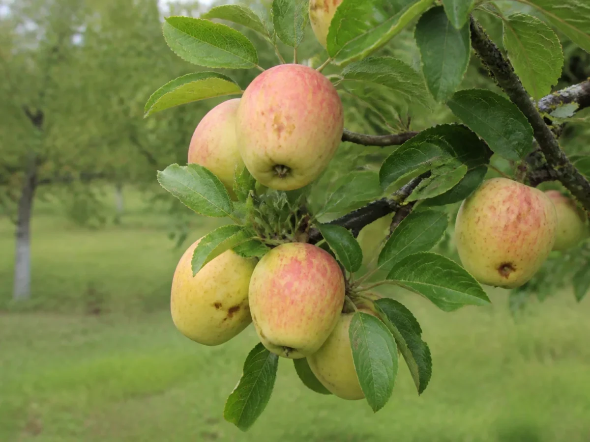 Prancha botânica complementar de Macieira Bravo de Esmolfe (Malus domestica 'Bravo de Esmolfe') com caracteres de identificação e ciclo de vida