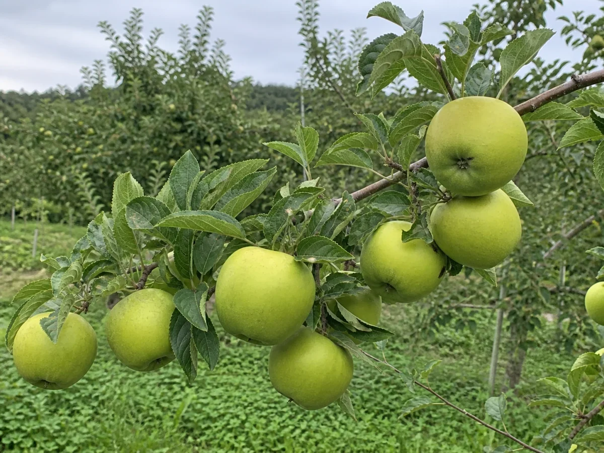 Prancha botânica complementar de Macieira ‘Azeda Grande’ (Malus domestica Mill. ‘Azeda Grande’) com caracteres de identificação e ciclo de vida