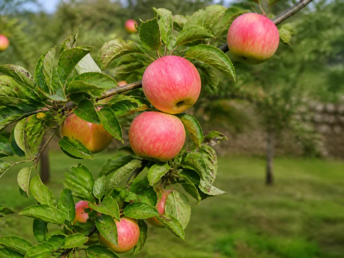 Prancha botânica complementar de Macieira ‘Camoesa Rosa do Menezes’ (Malus domestica Mill. ‘Camoesa Rosa do Menezes’) com caracteres de identificação e ciclo de vida