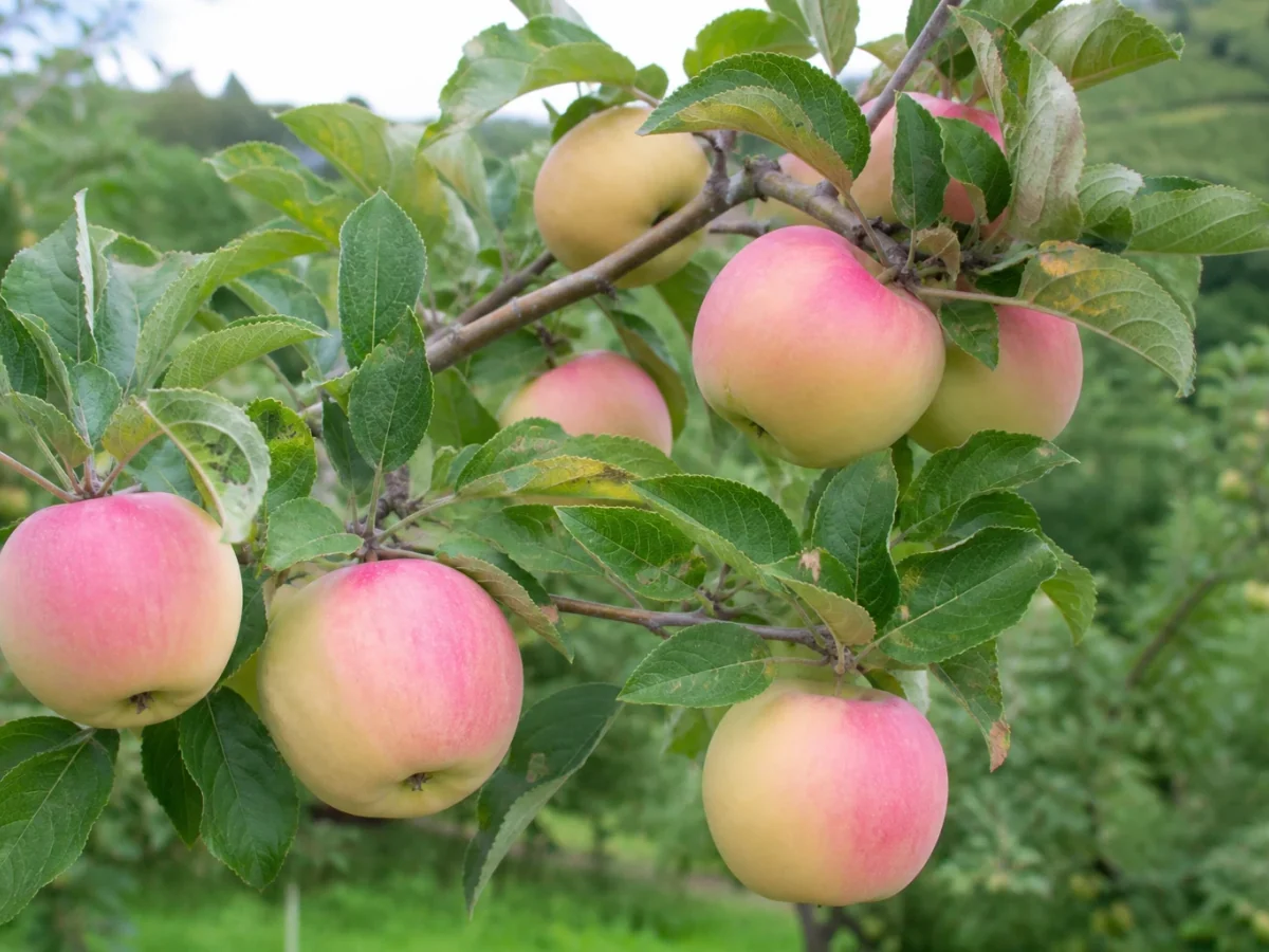 Prancha botânica complementar de Macieira ‘Camoesa Rosa’ (Malus domestica Mill. ‘Camoesa Rosa’) com caracteres de identificação e ciclo de vida