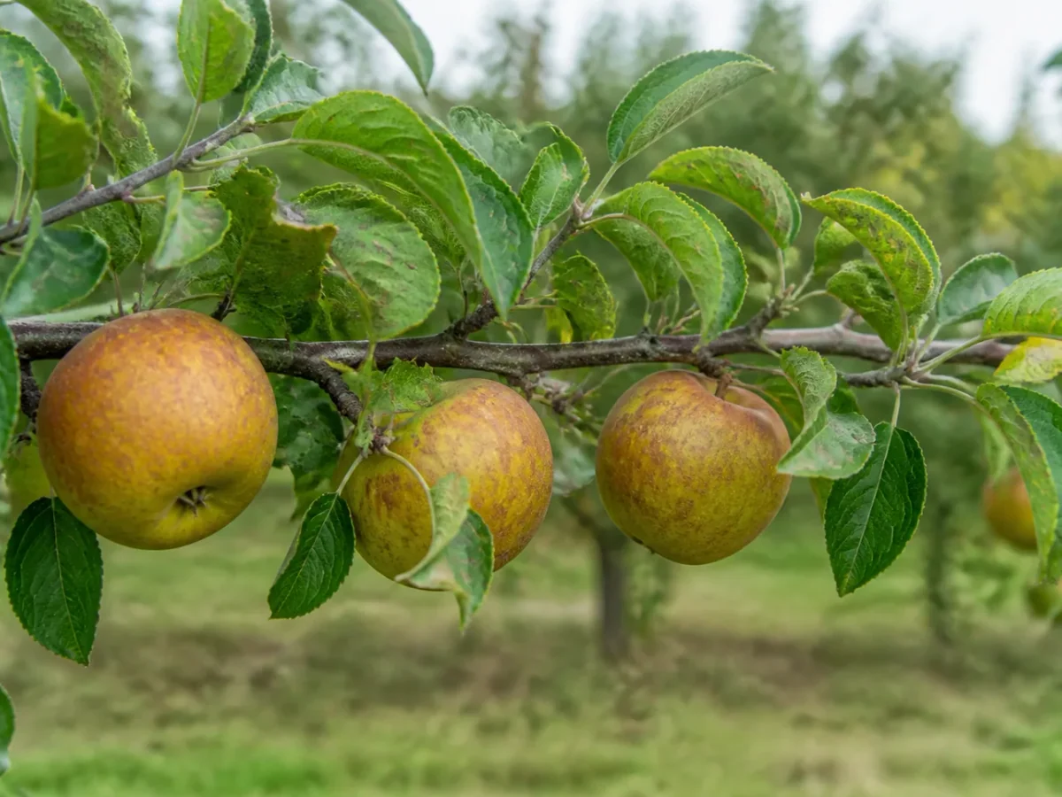 Prancha botânica complementar de Macieira ‘Castanha’ (Malus domestica Mill. ‘Castanha’) com caracteres de identificação e ciclo de vida