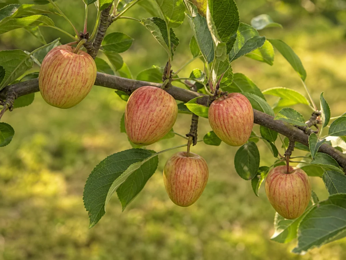 Prancha botânica complementar de Macieira ‘Lixa Casa Xavier’ (Malus domestica Mill. ‘Lixa Casa Xavier’) com caracteres de identificação e ciclo de vida