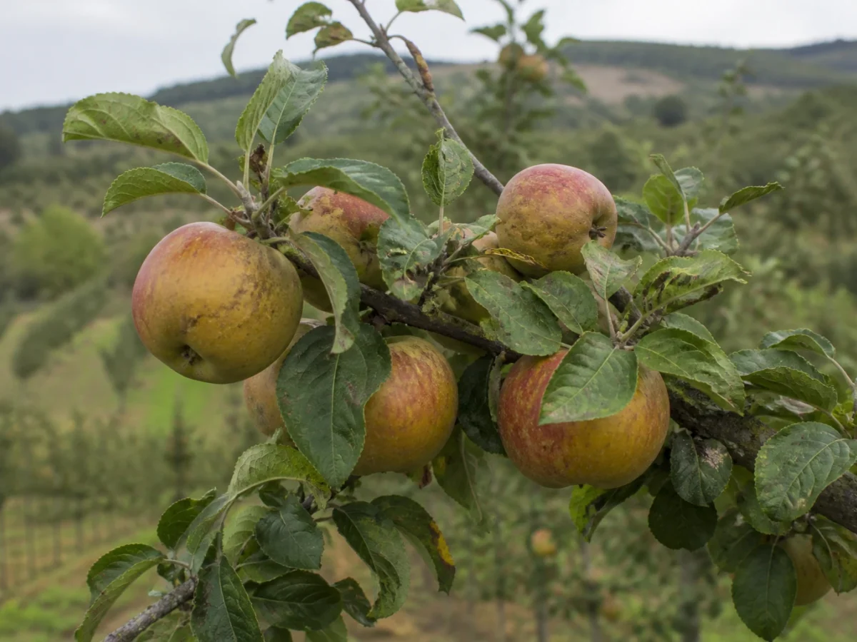Prancha botânica complementar de Macieira ‘Pardo de Sovinha’ (Malus domestica Mill. ‘Pardo de Sovinha’) com caracteres de identificação e ciclo de vida