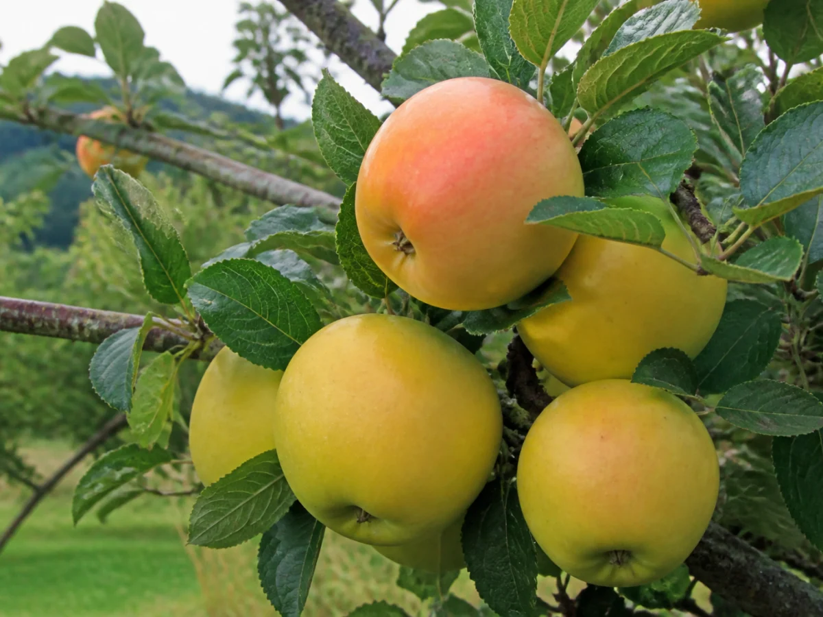 Prancha botânica complementar de Macieira ‘Pé de Cera’ (Malus domestica Mill. ‘Pé de Cera’) com caracteres de identificação e ciclo de vida
