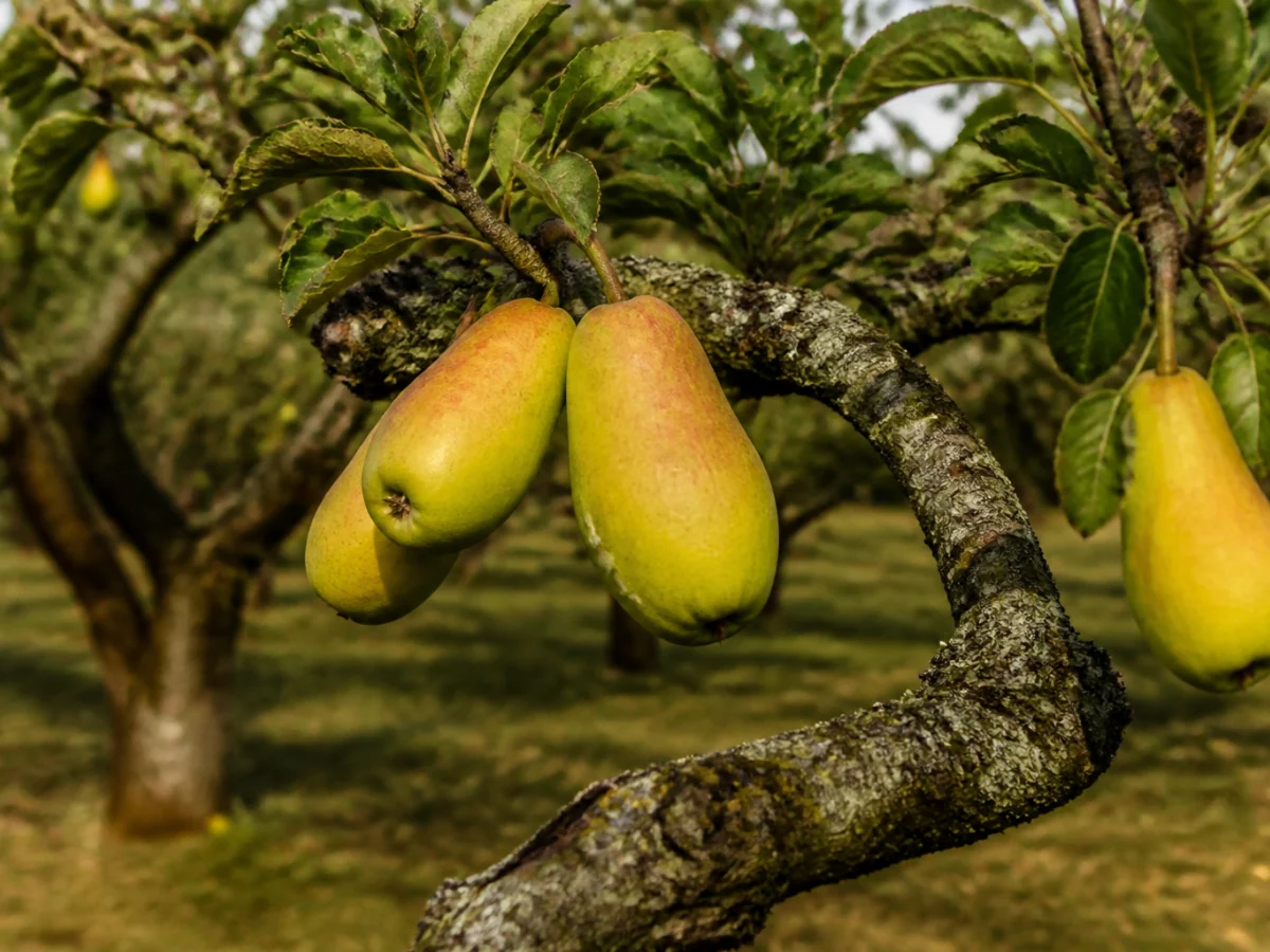 Prancha botânica complementar de Macieira ‘Pêro Malápio Pé Torto’ (Malus domestica Mill. ‘Pêro Malápio Pé Torto’) com caracteres de identificação e ciclo de vida