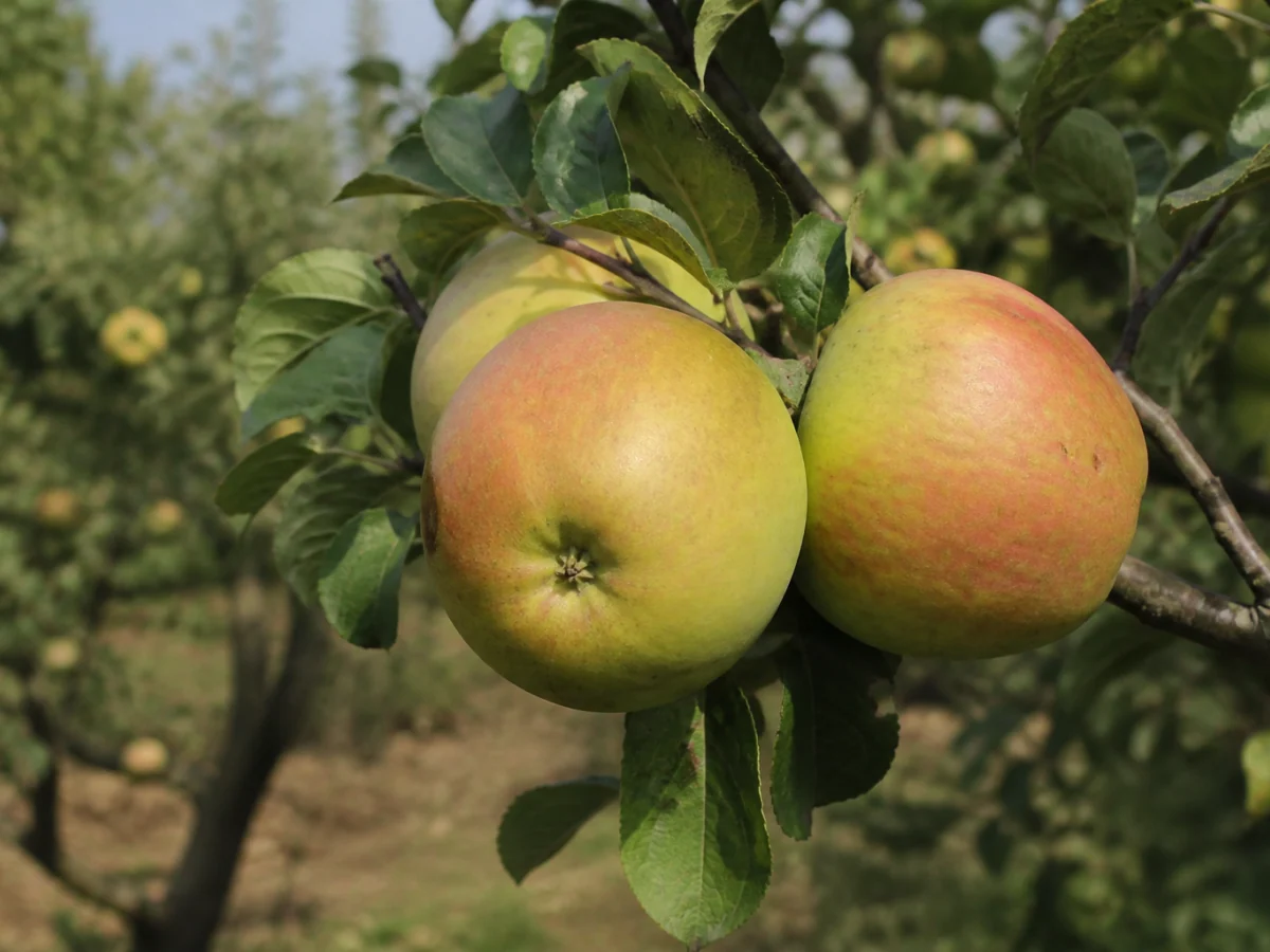 Prancha botânica complementar de Macieira ‘Pêro Rei’ (Malus domestica Mill. ‘Pêro Rei’) com caracteres de identificação e ciclo de vida