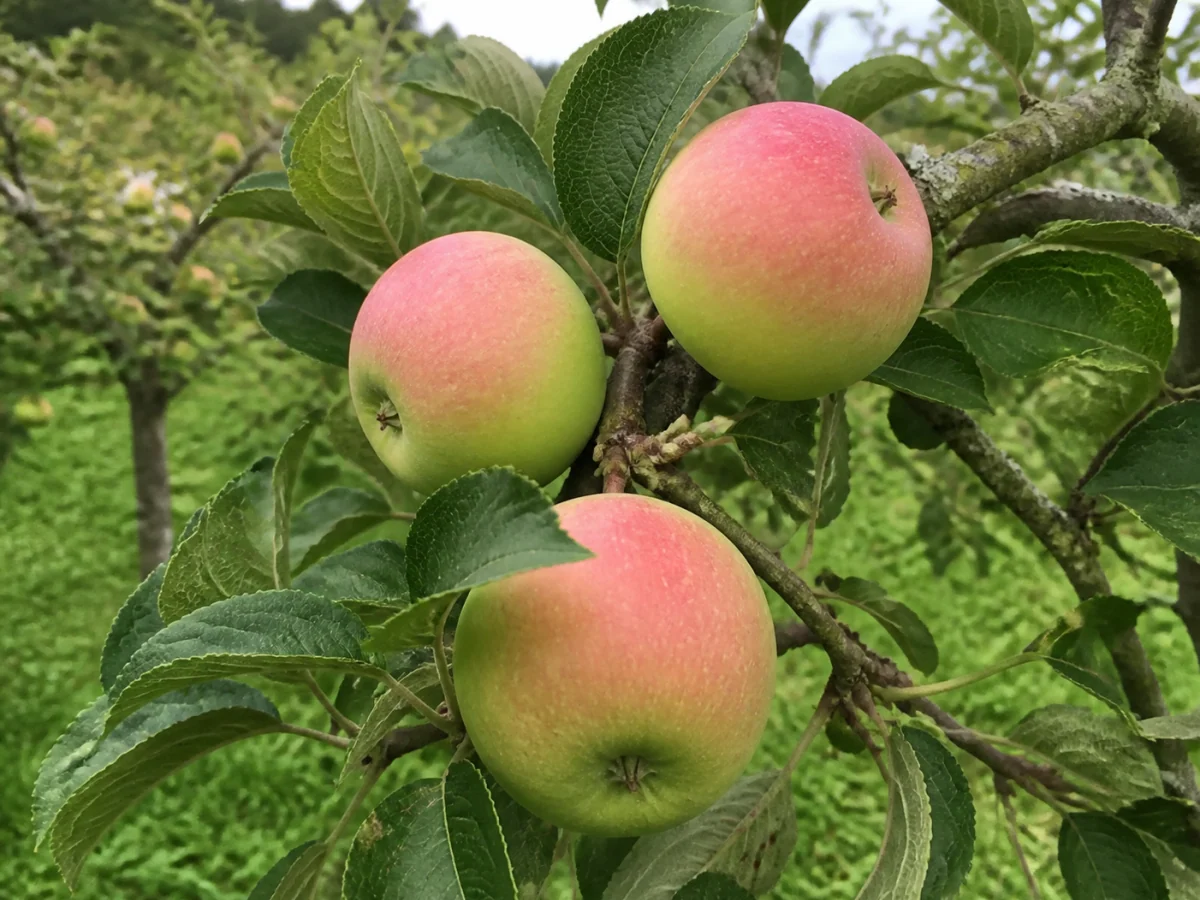 Prancha botânica complementar de Macieira ‘Verdeal Rosa’ (Malus domestica Mill. ‘Verdeal Rosa’) com caracteres de identificação e ciclo de vida