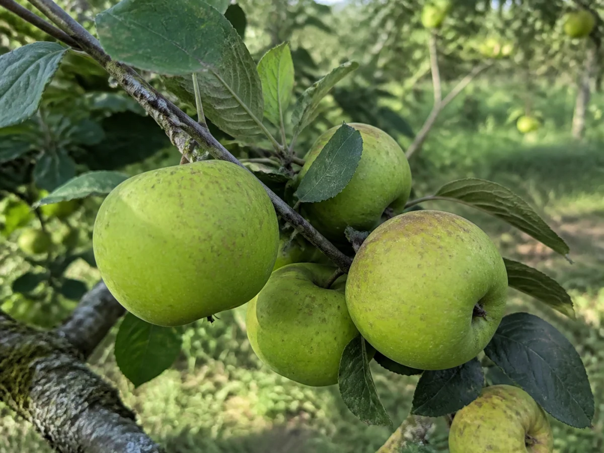 Prancha botânica complementar de Macieira ‘Verdeal’ (Malus domestica Mill. ‘Verdeal’) com caracteres de identificação e ciclo de vida