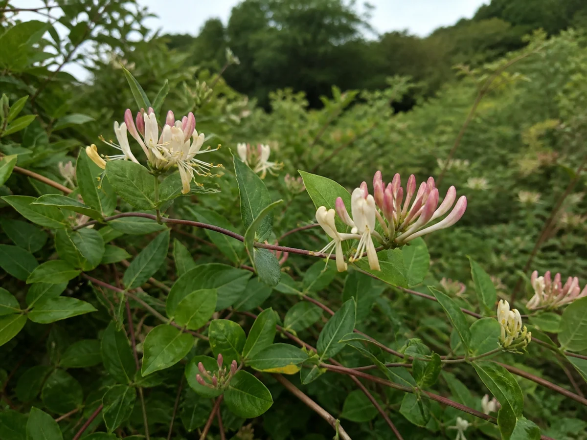Prancha botânica complementar de Madressilva-atlântica (Lonicera periclymenum) com caracteres de identificação e ciclo de vida