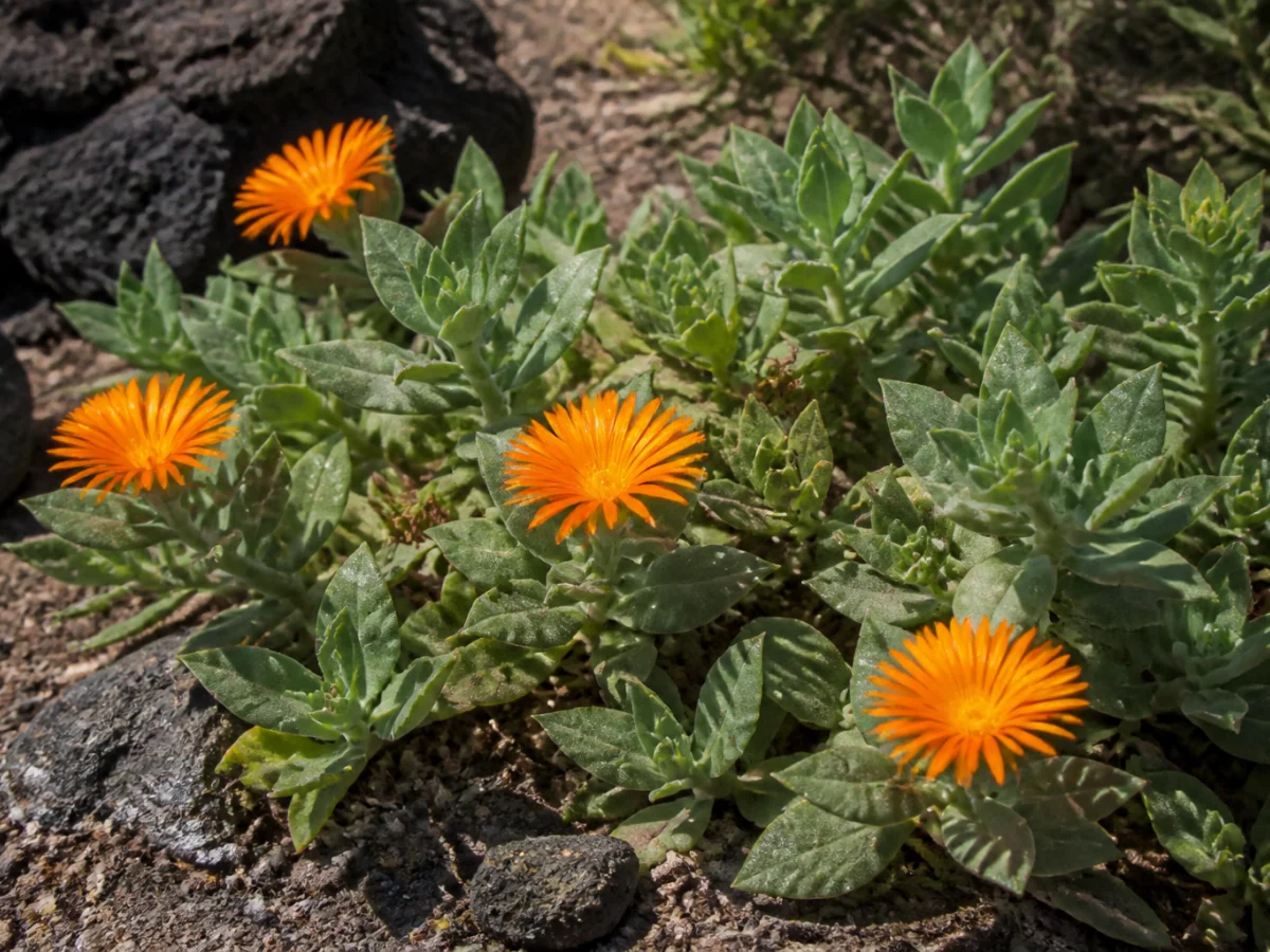 Prancha botânica complementar de Malephora-laranja — exceção madeirense documentada (Malephora crocea) com caracteres de identificação e ciclo de vida