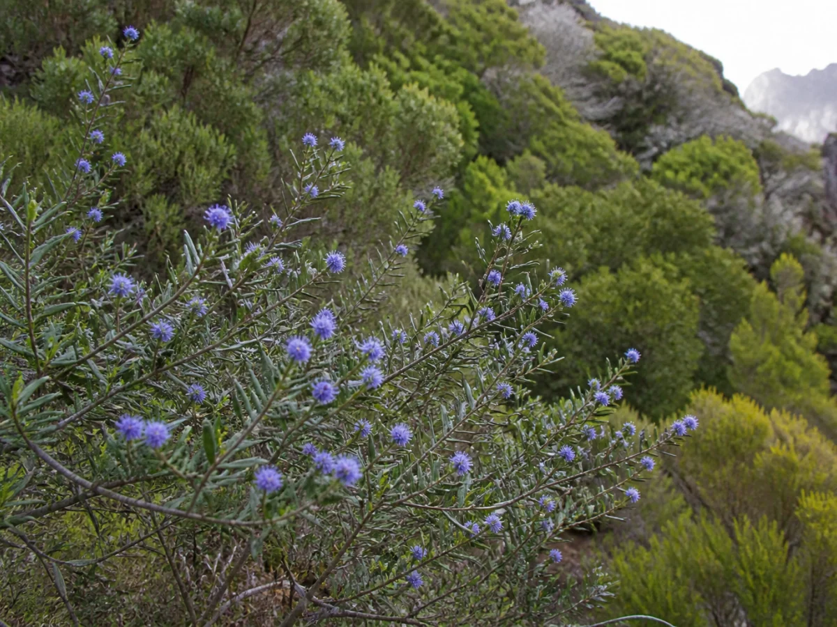 Prancha botânica complementar de Malfurada (Globularia salicina) com caracteres de identificação e ciclo de vida