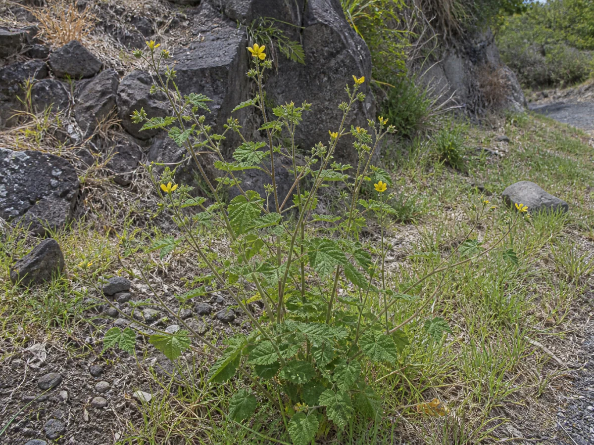 Prancha botânica complementar de Malvastrum coromandelianum — não plantar na Madeira (Malvastrum coromandelianum) com caracteres de identificação e ciclo de vida