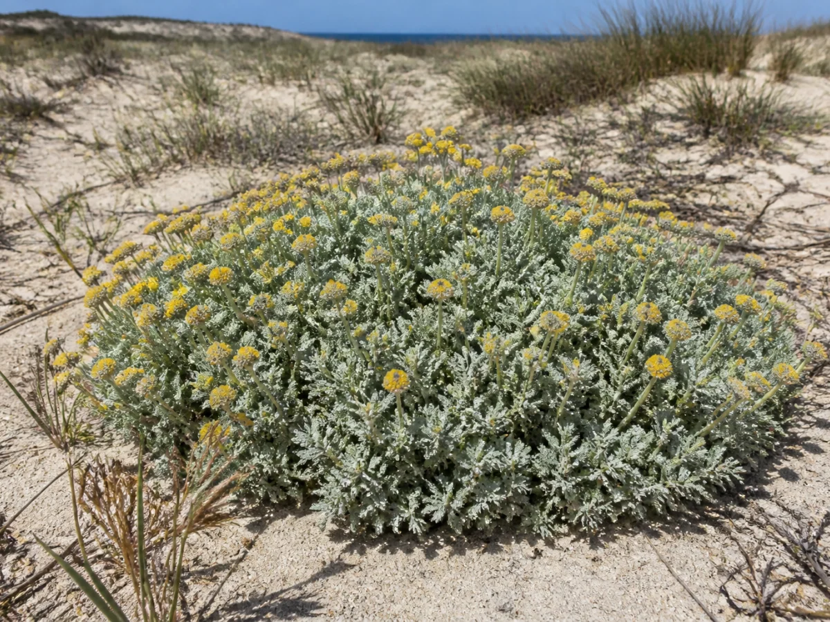 Prancha botânica complementar de Marcetão-das-areias (Santolina impressa) com caracteres de identificação e ciclo de vida