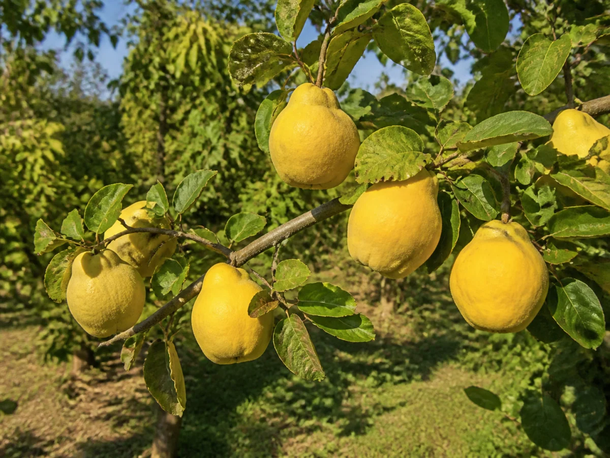 Prancha botânica complementar de Marmeleiro ‘De Portugal’ (Cydonia oblonga Mill. ‘De Portugal’) com caracteres de identificação e ciclo de vida