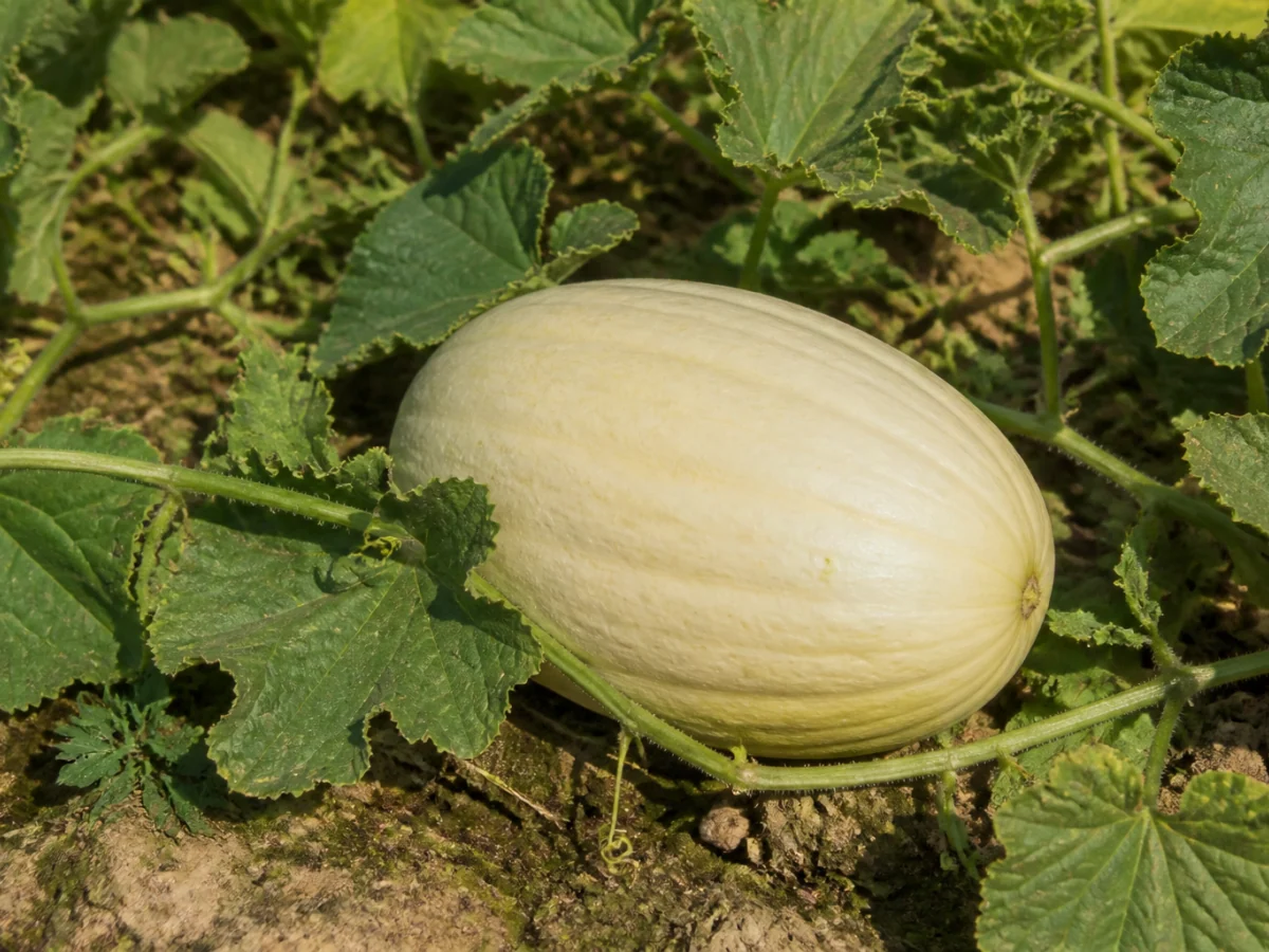 Prancha botânica complementar de Melão Branco do Ribatejo (Cucumis melo 'Branco do Ribatejo') com caracteres de identificação e ciclo de vida