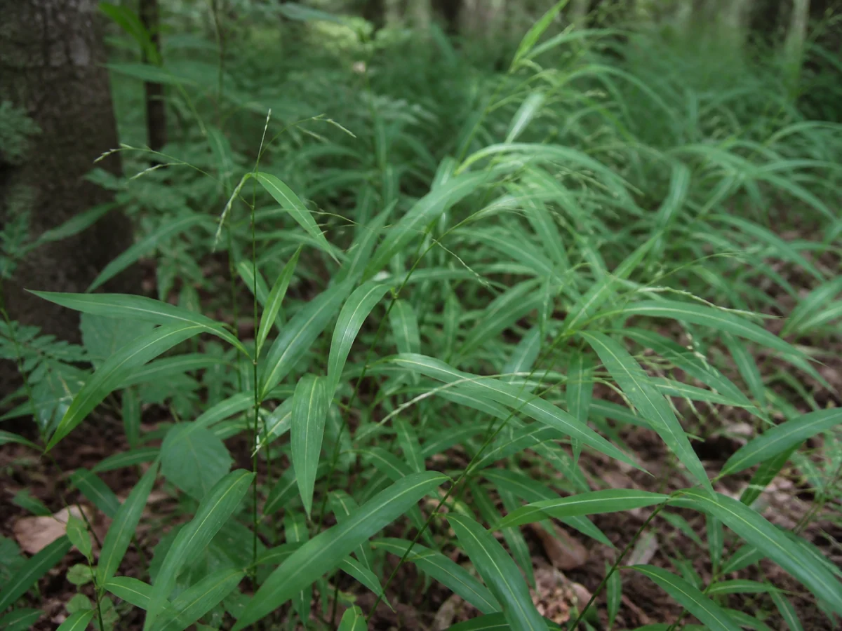 Prancha botânica complementar de Microstegium vimineum — não plantar (Microstegium vimineum) com caracteres de identificação e ciclo de vida