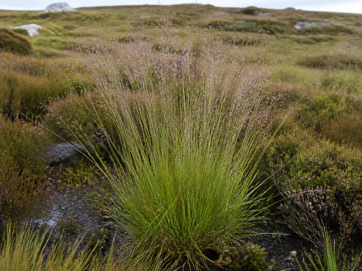 Prancha botânica complementar de Molínea (Molinia caerulea) com caracteres de identificação e ciclo de vida