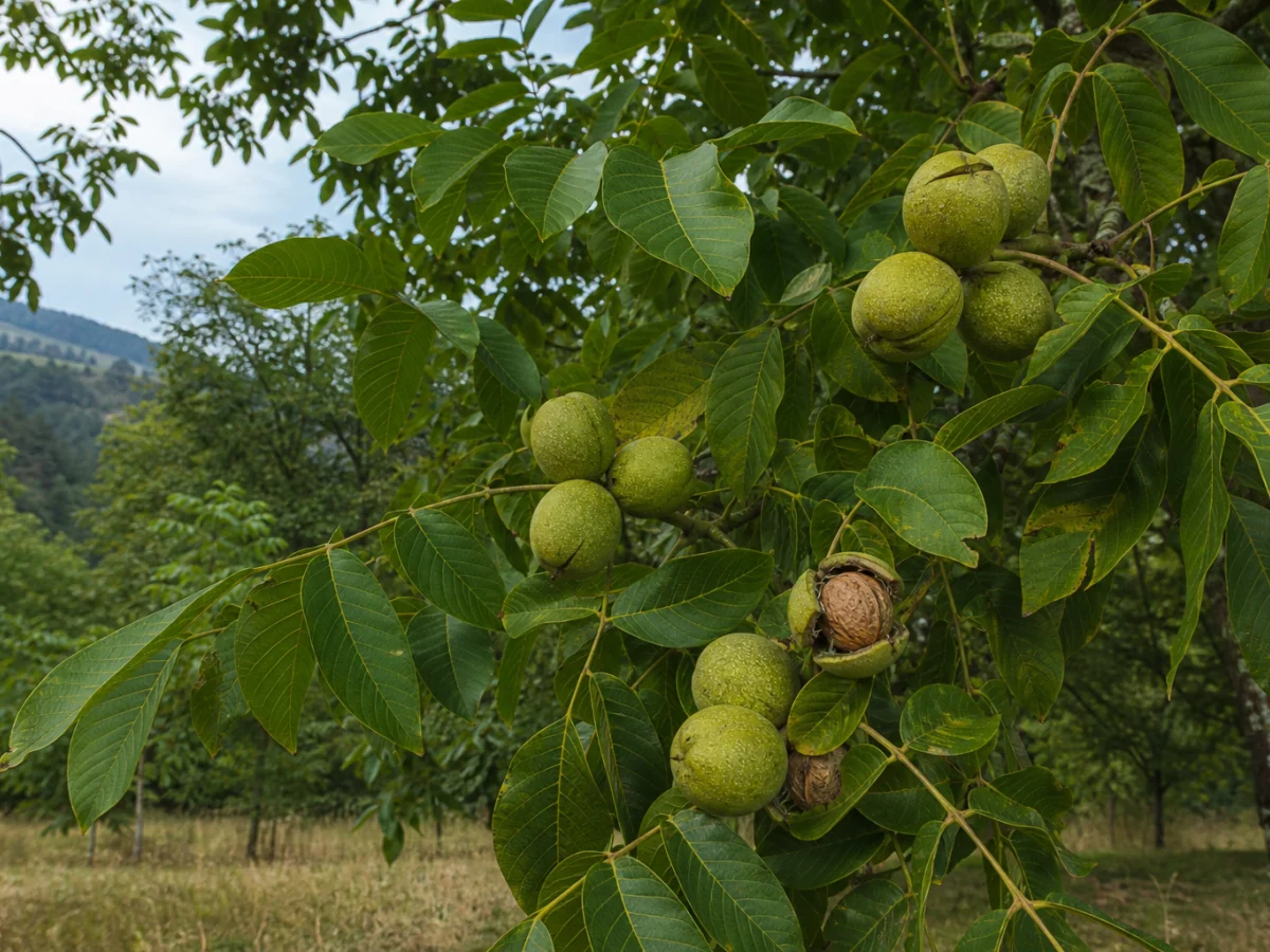 Prancha botânica complementar de Nogueira ‘Rego’ (Juglans regia L. ‘Rego’) com caracteres de identificação e ciclo de vida