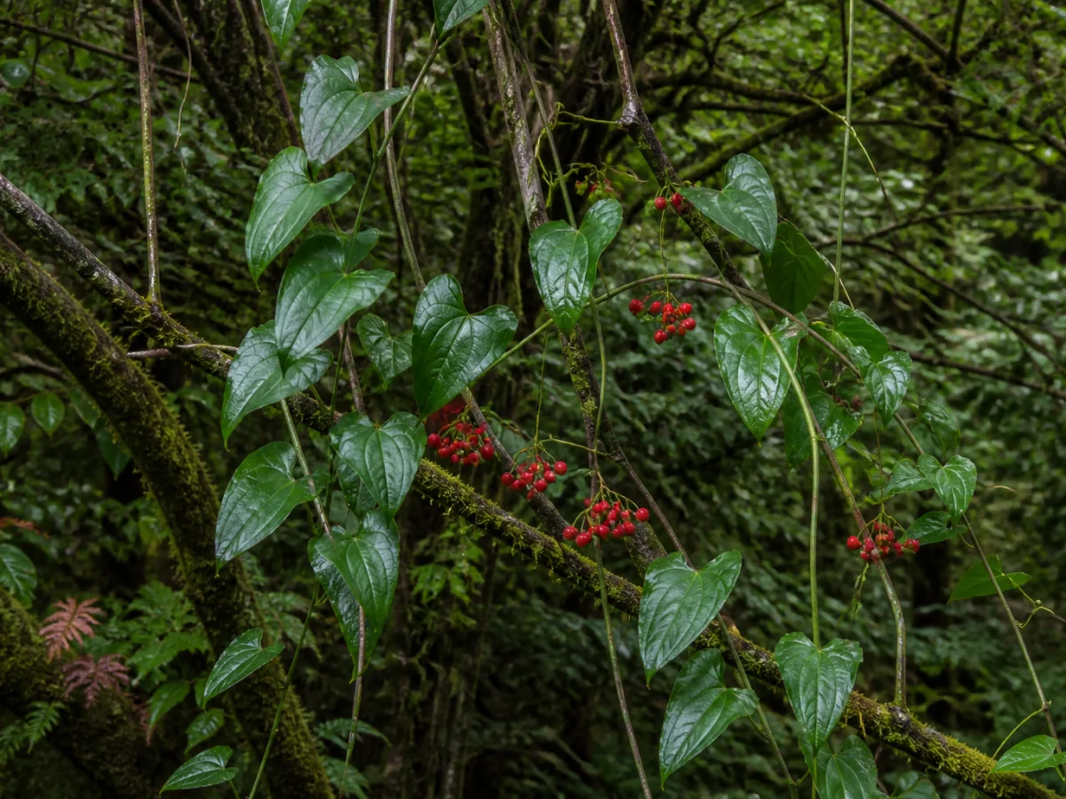 Prancha botânica complementar de Norça-da-Madeira (Tamus edulis) com caracteres de identificação e ciclo de vida