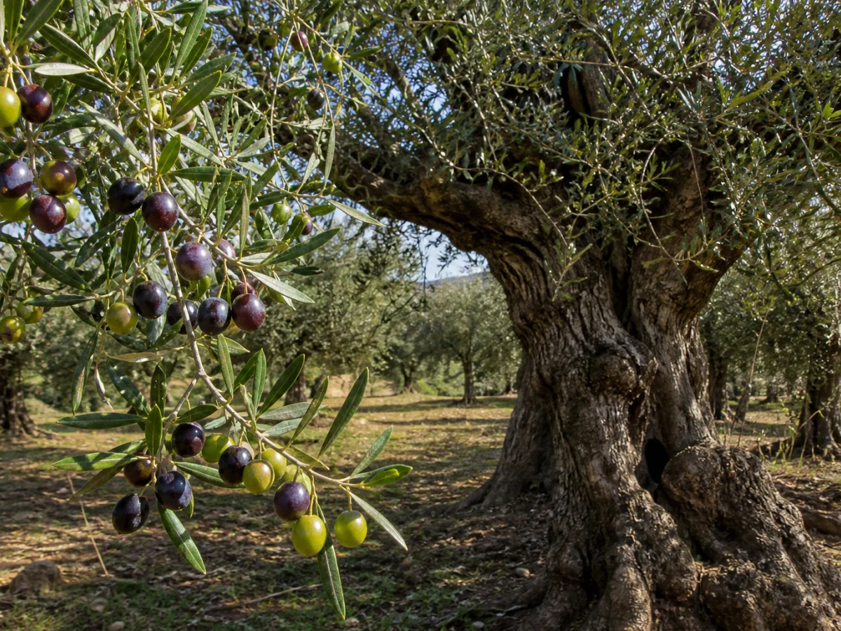 Prancha botânica complementar de Oliveira ‘Azeitoneira’ (Olea europaea L. ‘Azeitoneira’) com caracteres de identificação e ciclo de vida