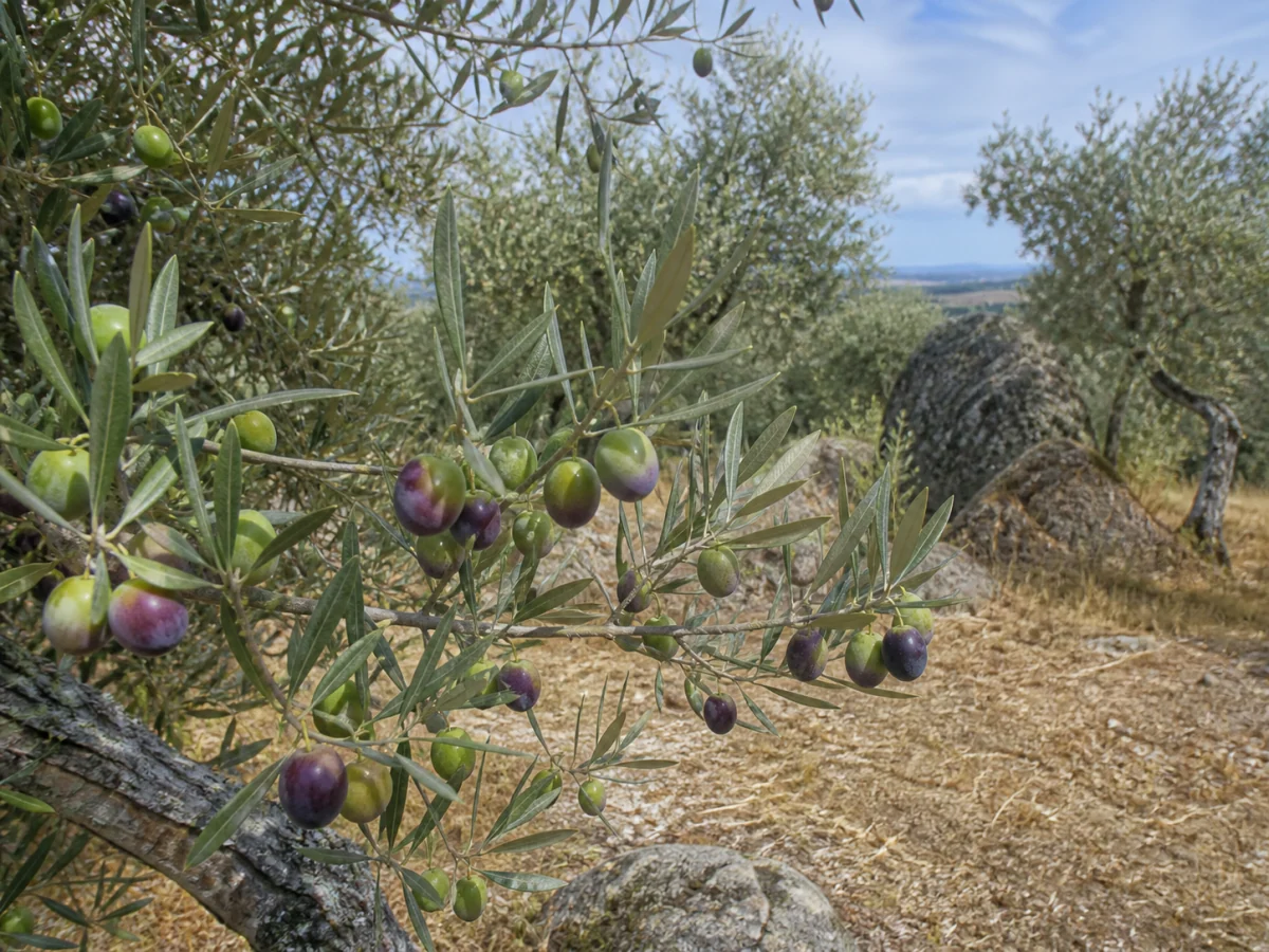 Prancha botânica complementar de Oliveira ‘Bical de Castelo Branco’ (Olea europaea L. ‘Bical de Castelo Branco’) com caracteres de identificação e ciclo de vida