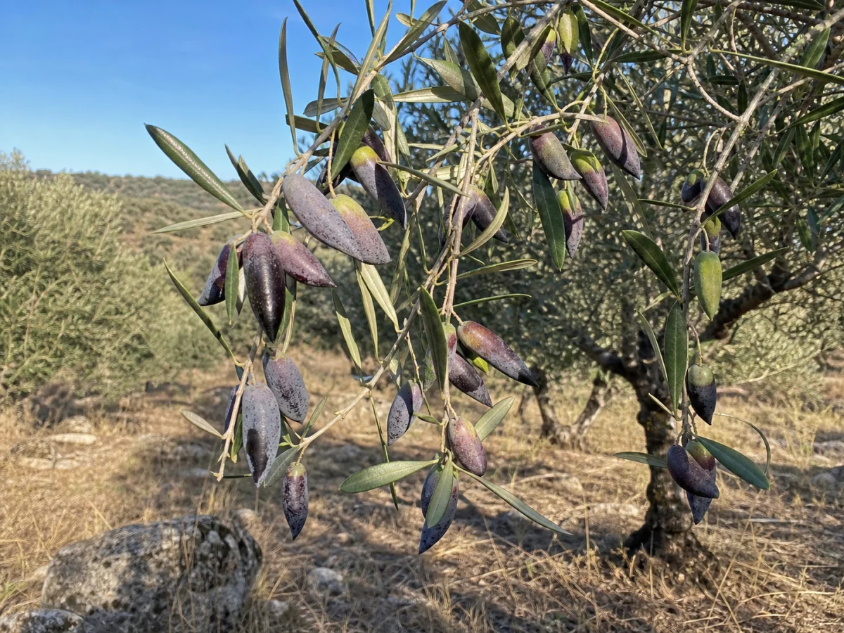 Prancha botânica complementar de Oliveira ‘Bico de Corvo’ (Olea europaea L. ‘Bico de Corvo’) com caracteres de identificação e ciclo de vida