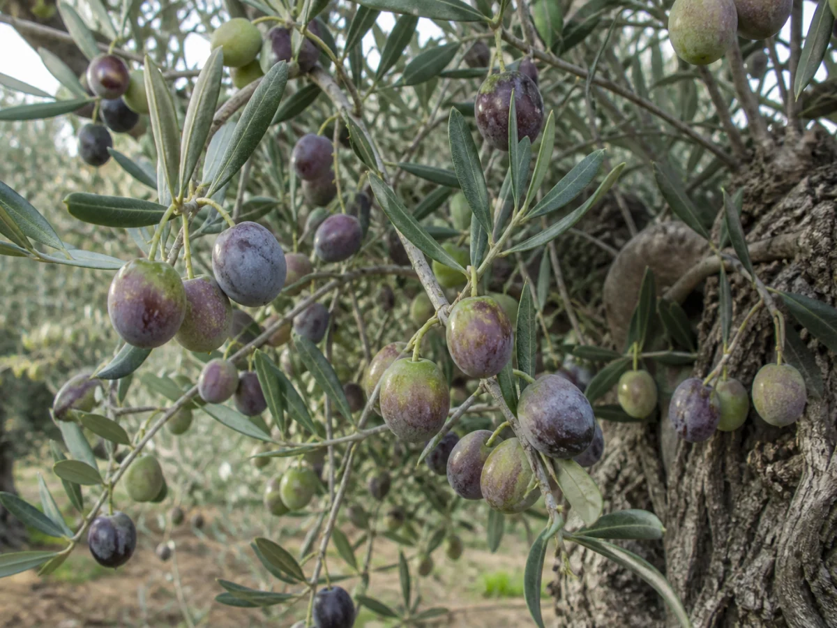 Prancha botânica complementar de Oliveira ‘Borrenta’ (Olea europaea L. ‘Borrenta’) com caracteres de identificação e ciclo de vida