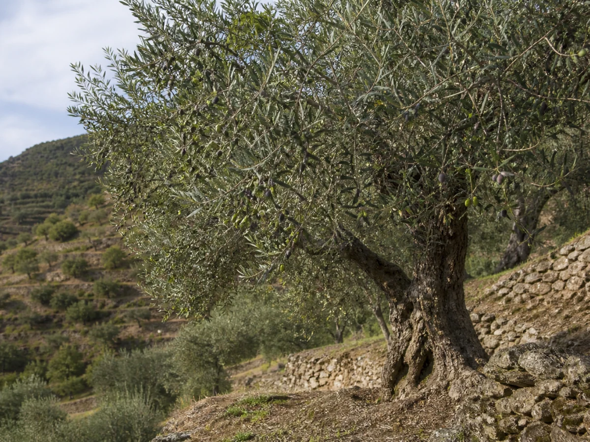 Prancha botânica complementar de Oliveira Cobrançosa (Olea europaea 'Cobrançosa') com caracteres de identificação e ciclo de vida